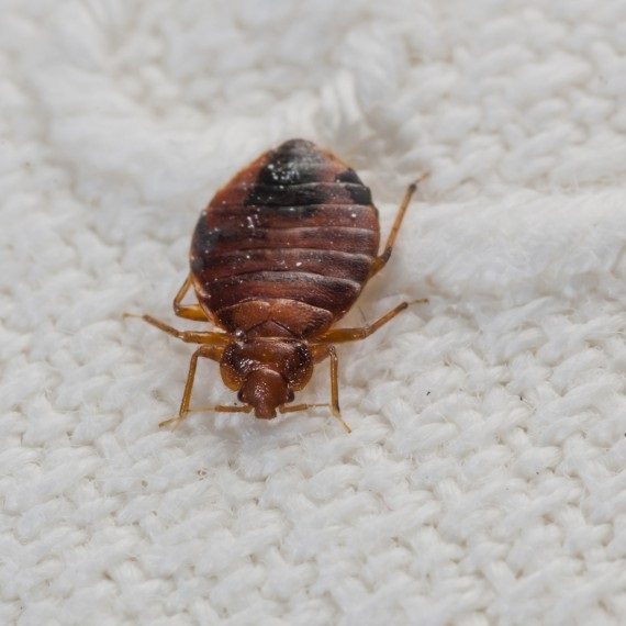 Bed Bugs, Pest Control in Grove Park, SE12. Call Now! 020 8166 9746