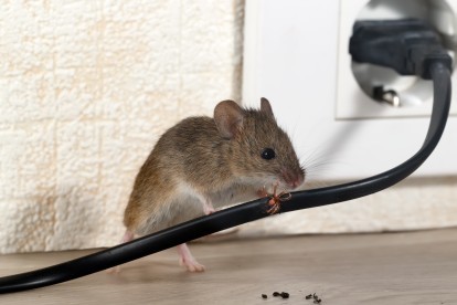Pest Control in Grove Park, SE12. Call Now! 020 8166 9746