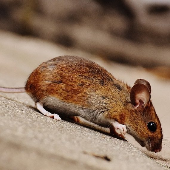 Mice, Pest Control in Grove Park, SE12. Call Now! 020 8166 9746