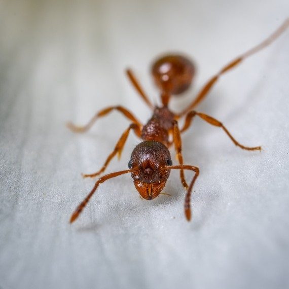 Field Ants, Pest Control in Grove Park, SE12. Call Now! 020 8166 9746