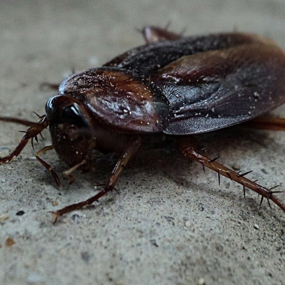 Cockroaches, Pest Control in Grove Park, SE12. Call Now! 020 8166 9746