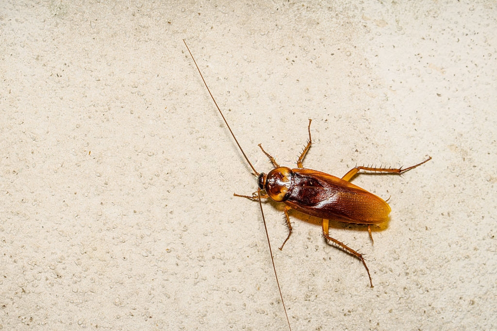 Cockroach Control, Pest Control in Grove Park, SE12. Call Now 020 8166 9746