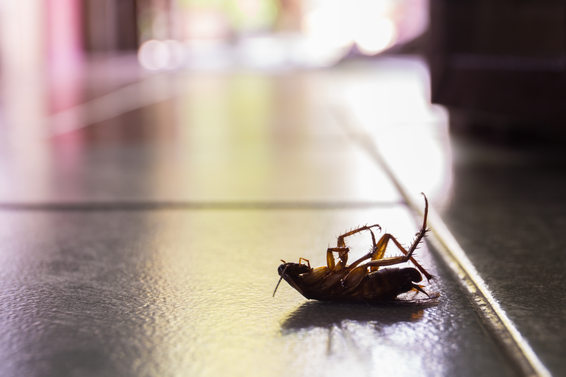 Cockroach Control, Pest Control in Grove Park, SE12. Call Now 020 8166 9746