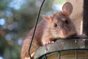 Rat Infestation, Pest Control in Grove Park, SE12. Call Now 020 8166 9746