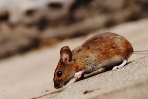 Mice Exterminator, Pest Control in Grove Park, SE12. Call Now 020 8166 9746