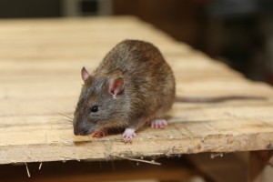 Rodent Control, Pest Control in Grove Park, SE12. Call Now 020 8166 9746