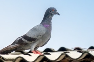 Pigeon Control, Pest Control in Grove Park, SE12. Call Now 020 8166 9746