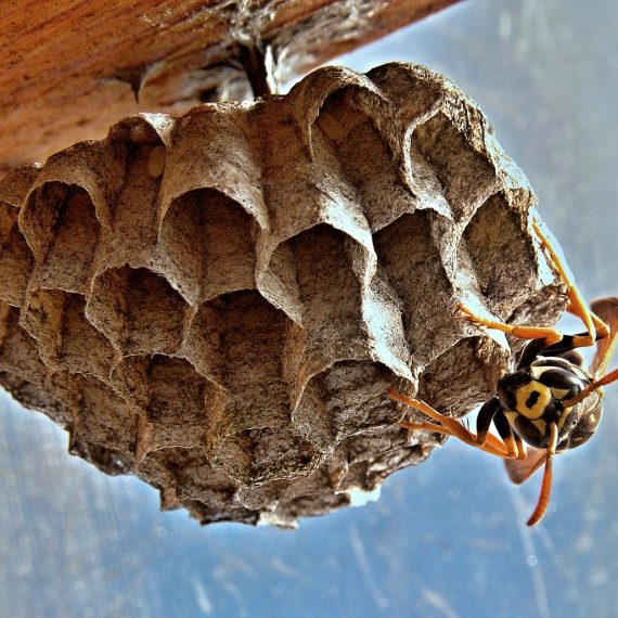 Wasps Nest, Pest Control in Grove Park, SE12. Call Now! 020 8166 9746